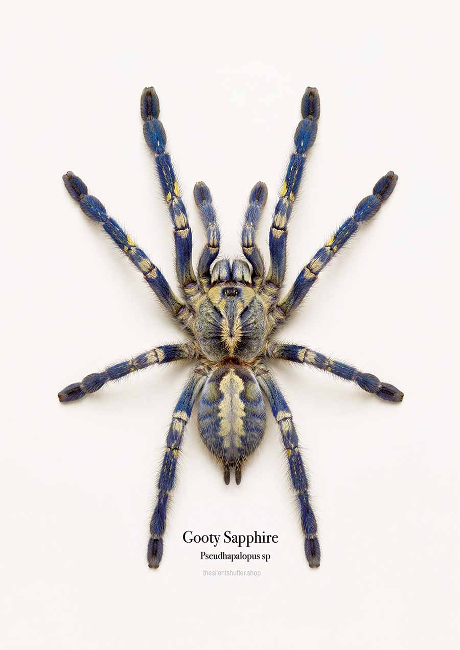 Gooty Sapphire Ornamental Poecilotheria metallica