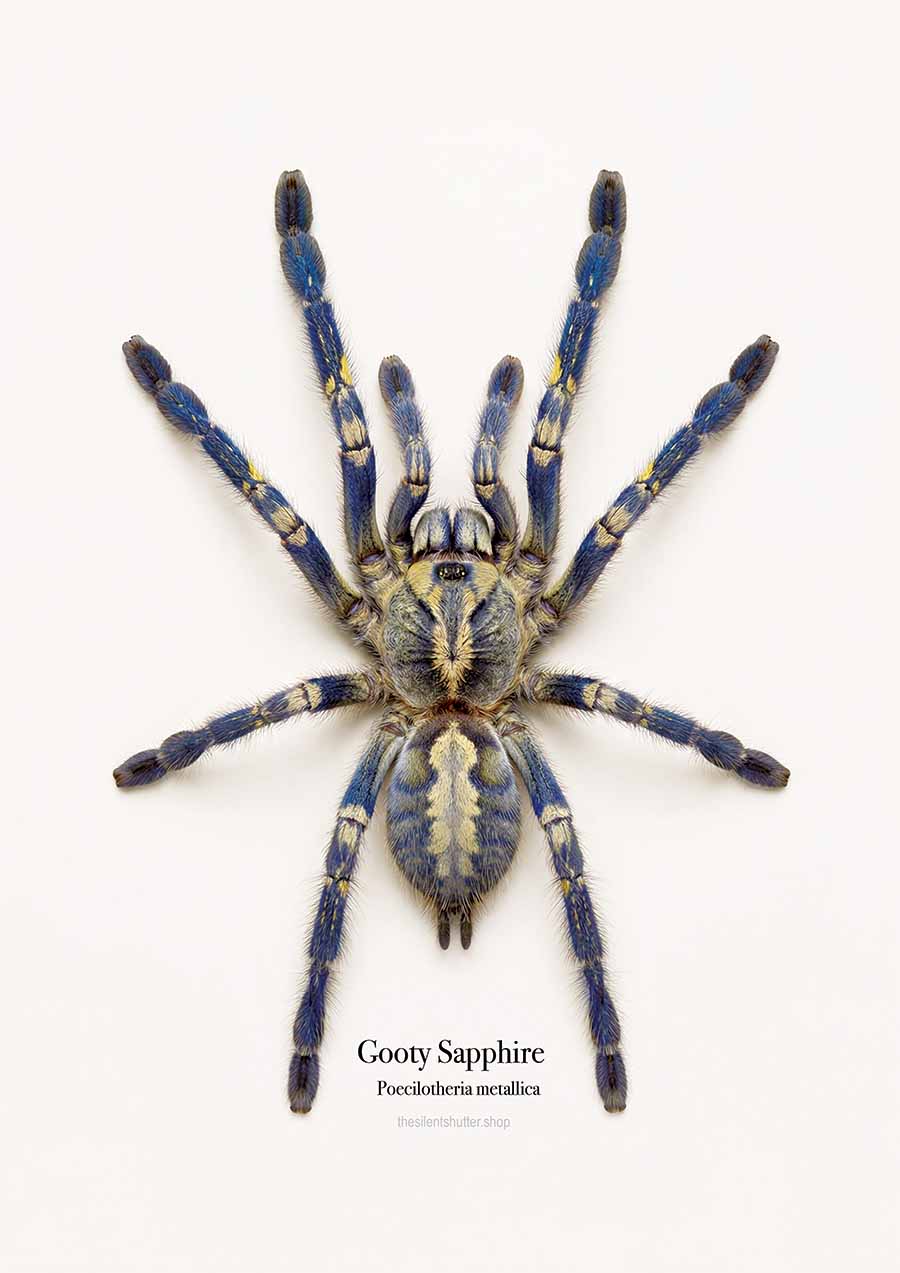 Gooty Sapphire Ornamental Poecilotheria metallica