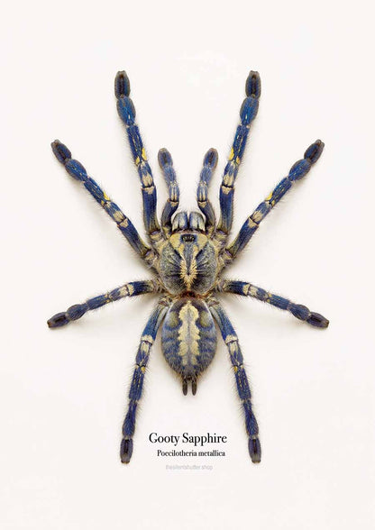 Gooty Sapphire Ornamental Poecilotheria metallica