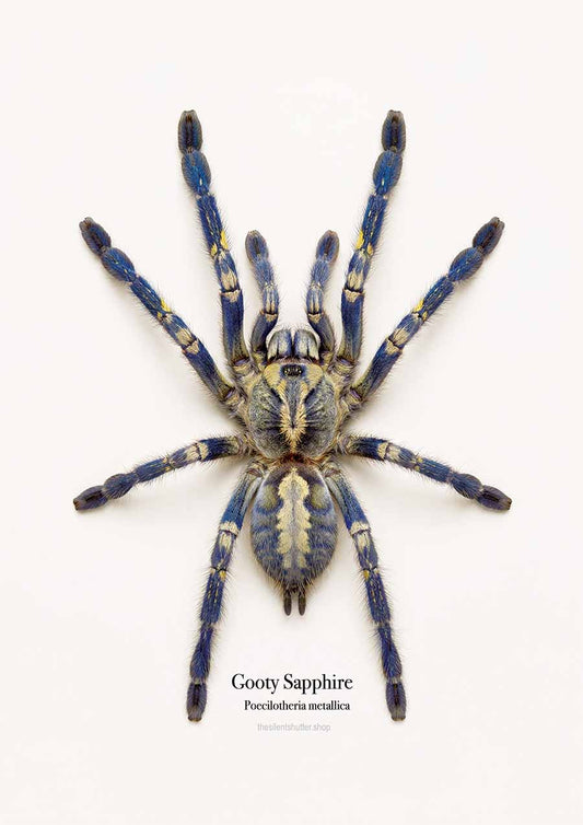 Gooty Sapphire Ornamental Poecilotheria metallica