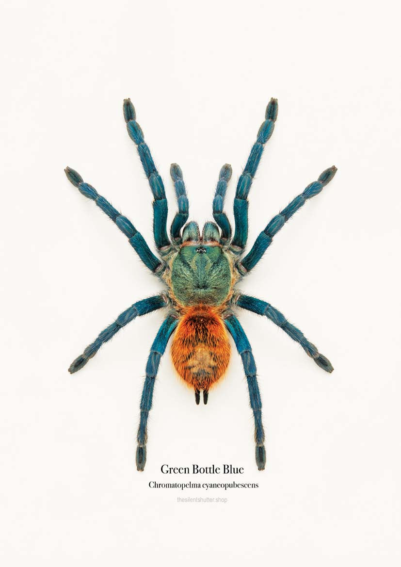 Green Bottle Blue Chromatopelma cyaneopubescens