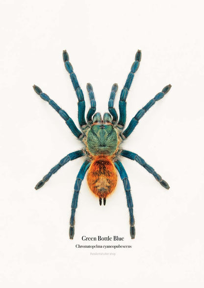 Green Bottle Blue Chromatopelma cyaneopubescens