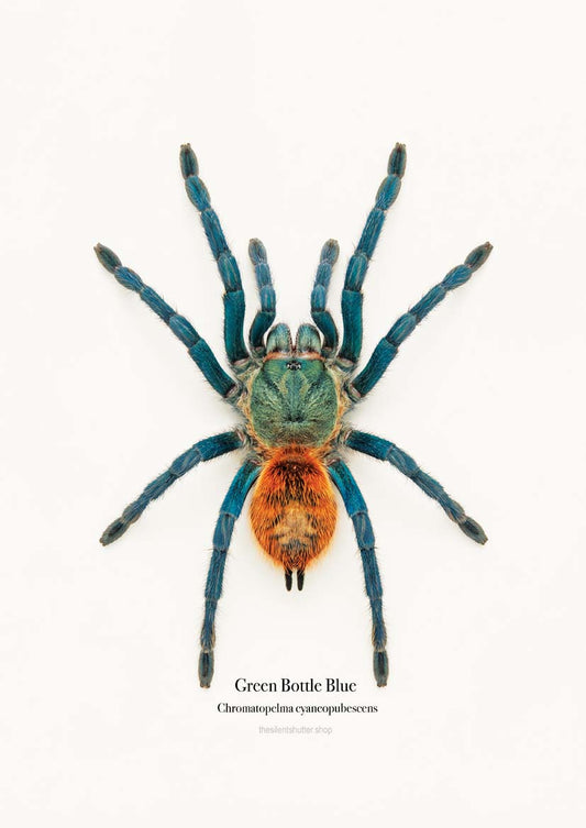 Green Bottle Blue Chromatopelma cyaneopubescens