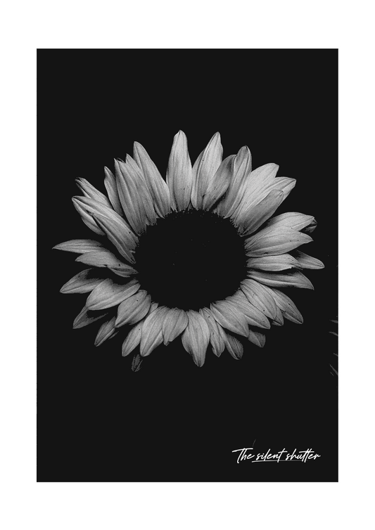 Helianthus Annuus 2 - The Silent Shutter
