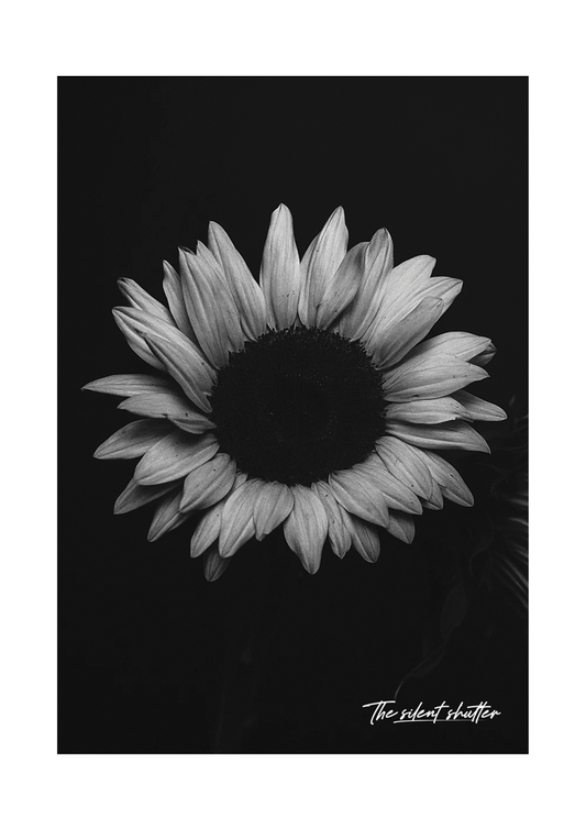 Helianthus Annuus 2