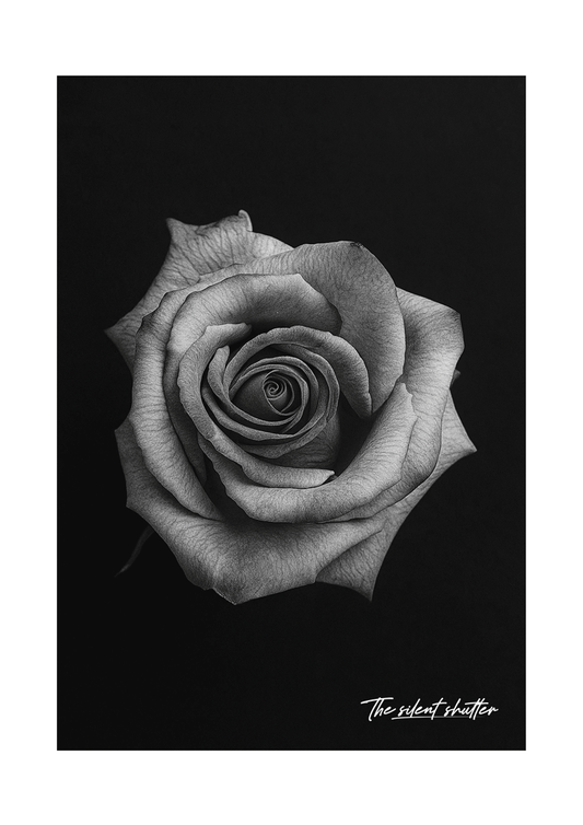 Hybrid Tea Rose