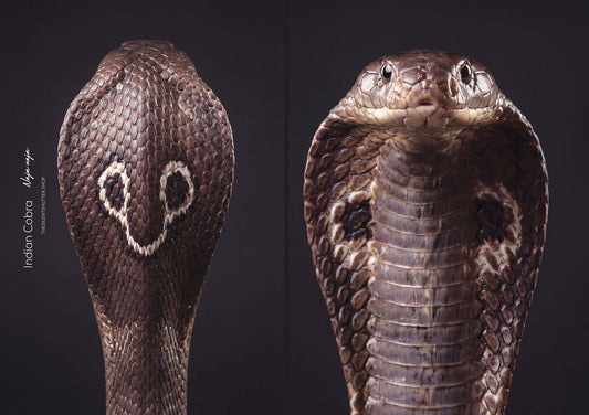 Indian Cobra (Naja naja)