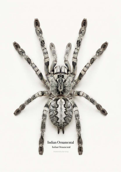 Indian Ornamental Poecilotheria regalis