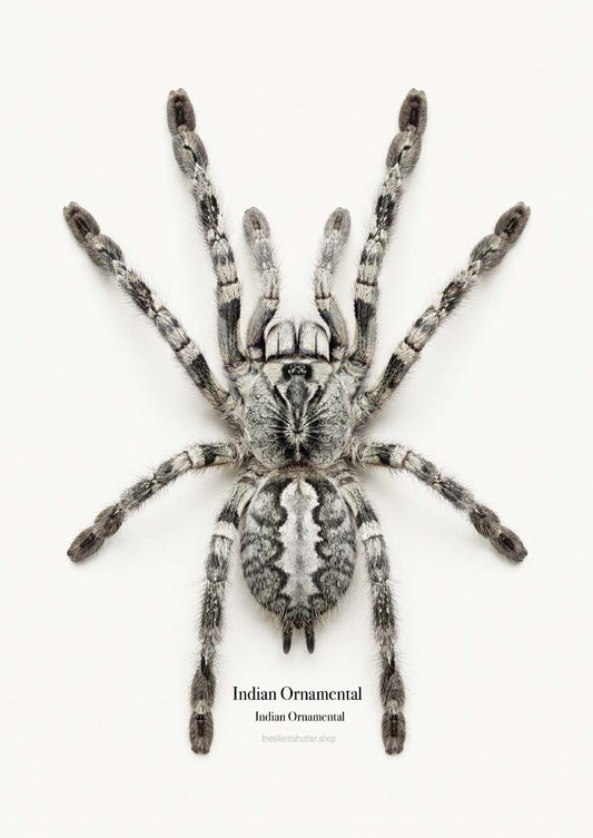 Indian Ornamental Poecilotheria regalis