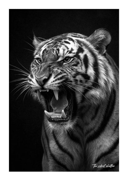 Jungle Tempest - The Silent Shutter