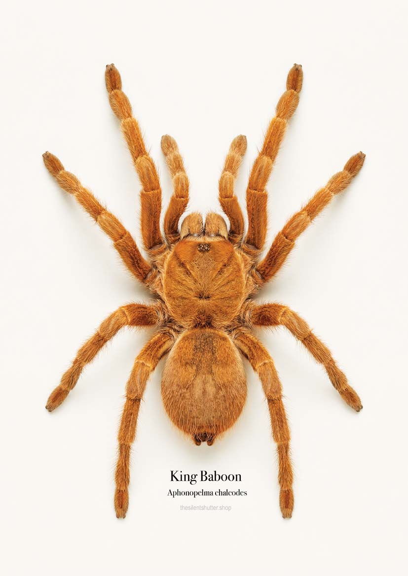 King Baboon Aphonopelma chalcodes