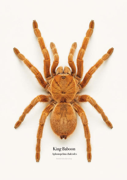 King Baboon Aphonopelma chalcodes
