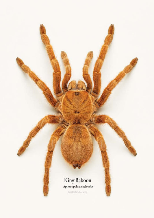King Baboon Aphonopelma chalcodes