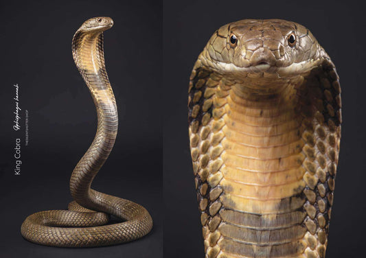 King Cobra (Ophiophagus hannah)