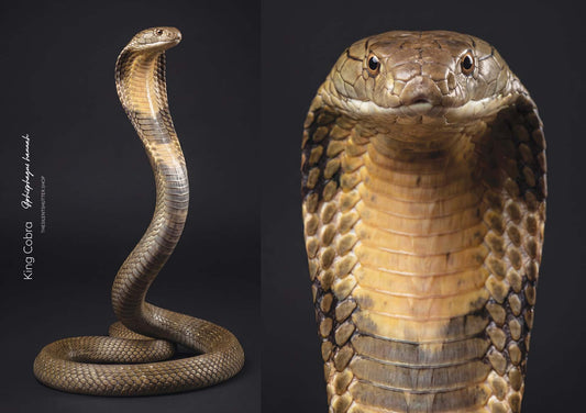 King Cobra (Ophiophagus hannah)