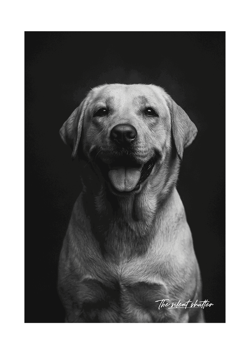 Labrador - The Silent Shutter