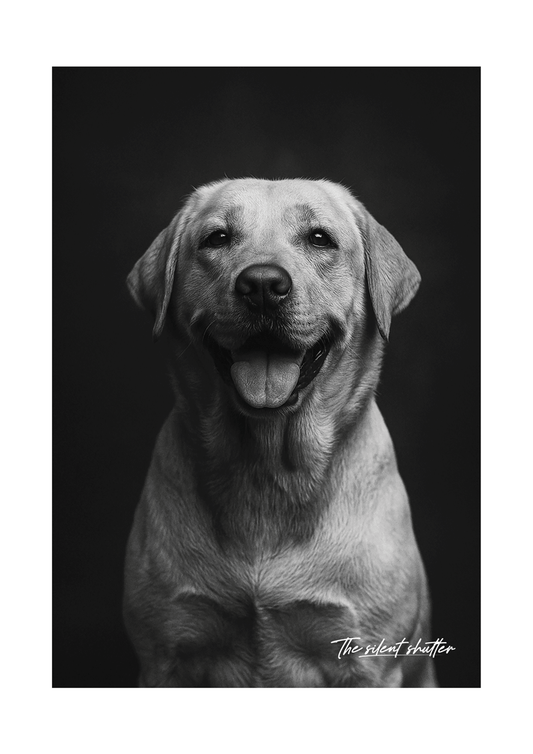 Labrador