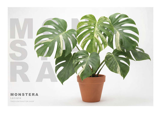 Monstera Laniata Variegata