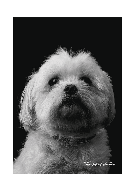 Maltese - The Silent Shutter
