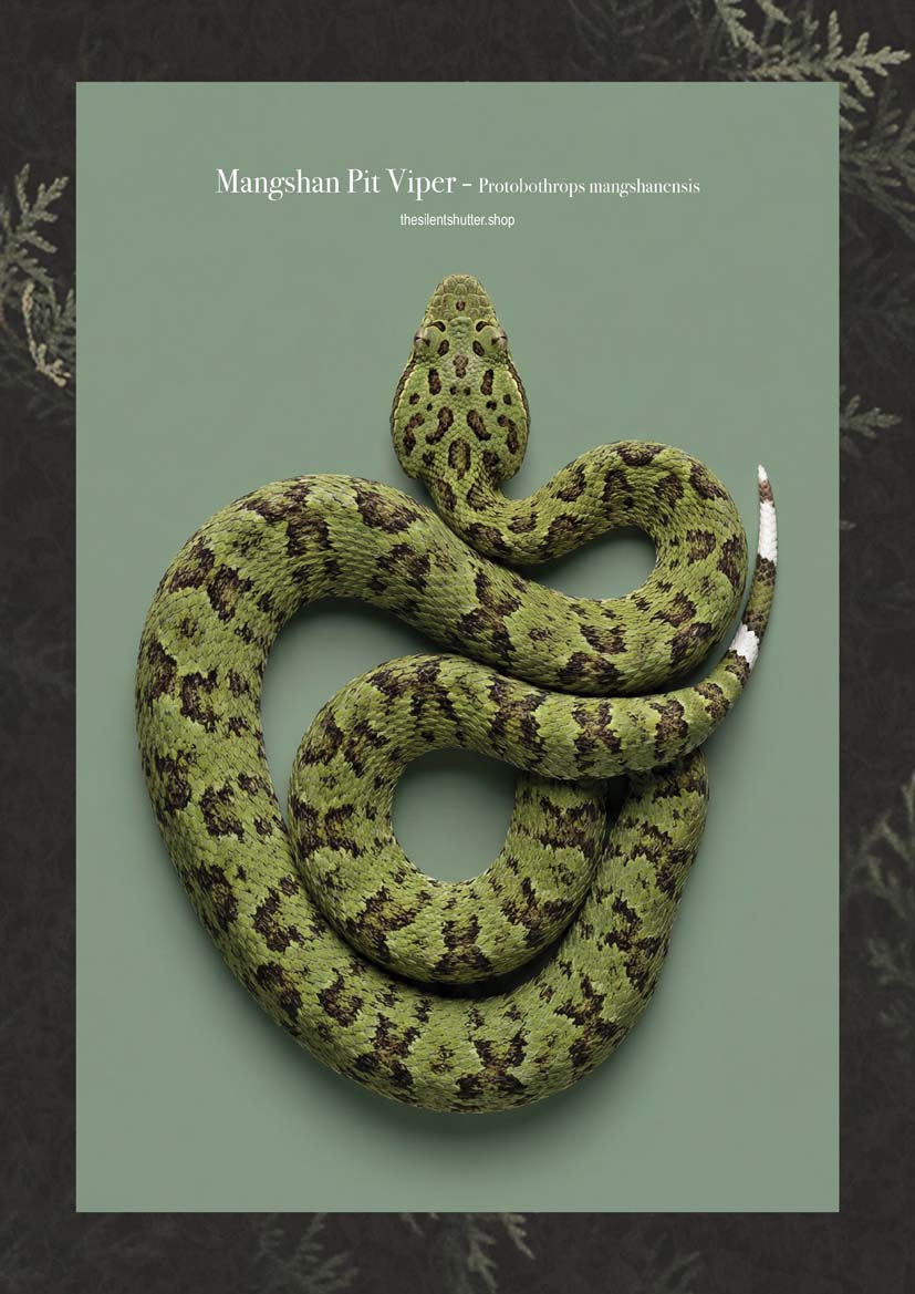 Mangshan Pit Viper - Protobothrops mangshanensis