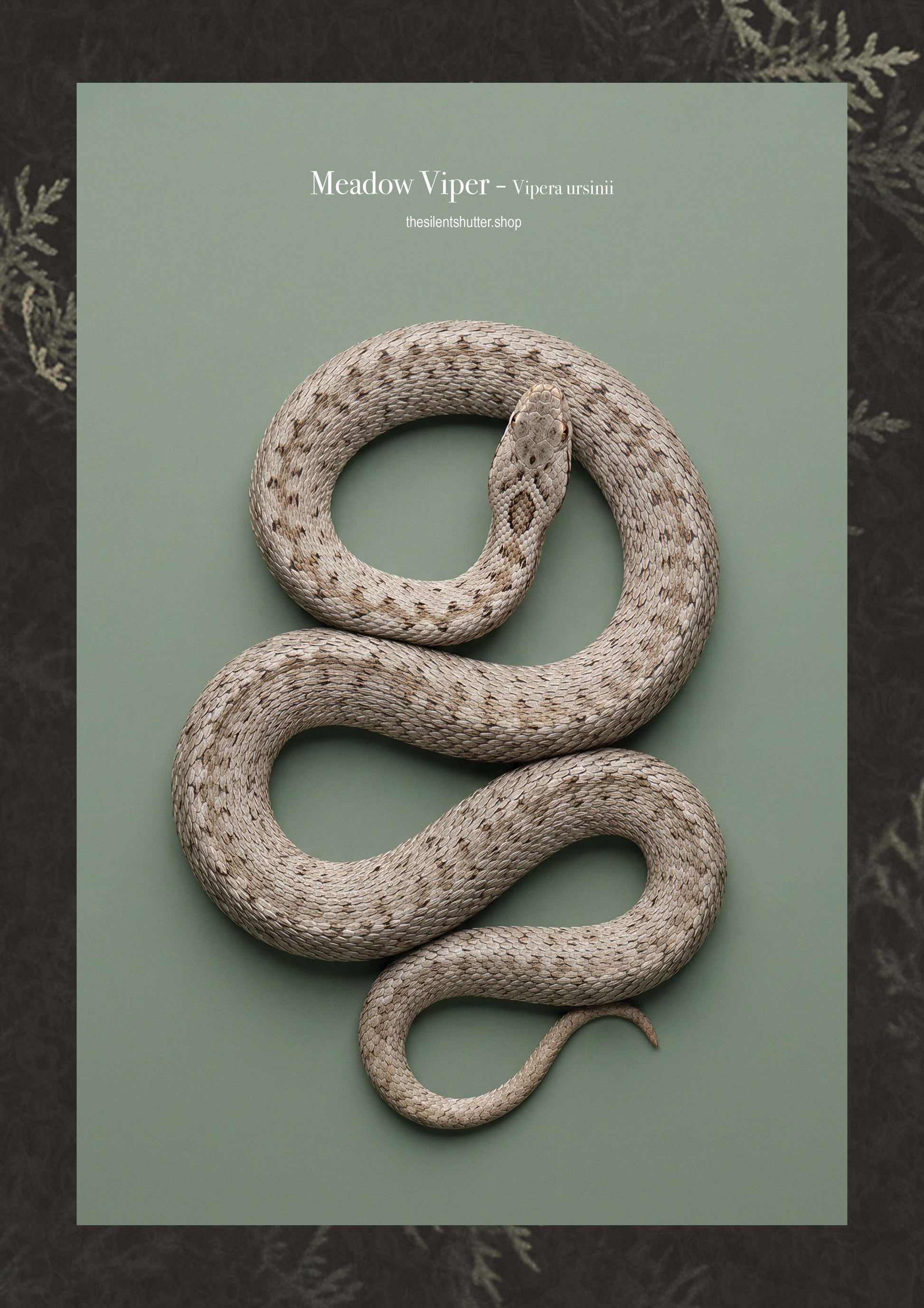 Meadow Viper - Vipera ursinii