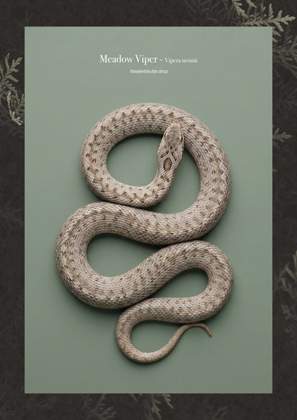 Meadow Viper - Vipera ursinii