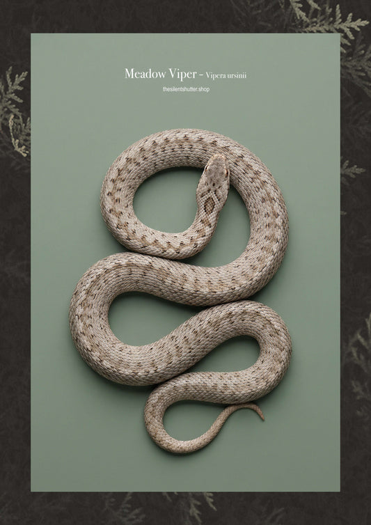 Meadow Viper - Vipera ursinii