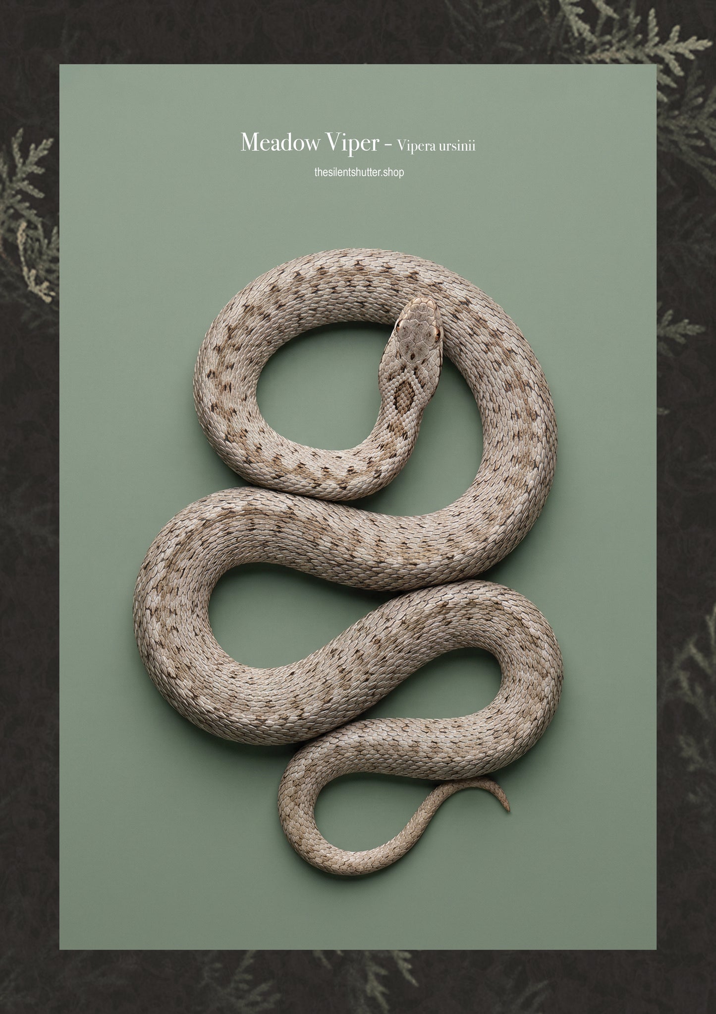 Meadow Viper - Vipera ursinii