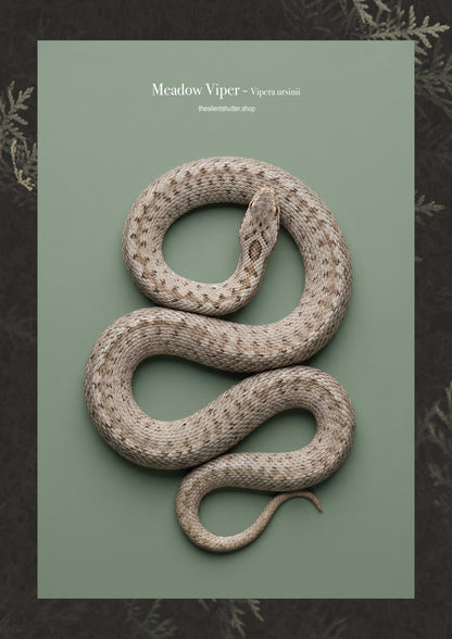 Meadow Viper - Vipera ursinii