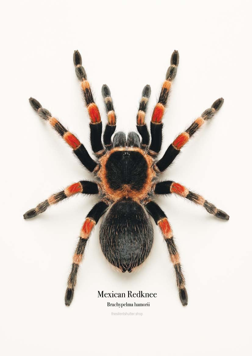Mexican Redknee Brachypelma hamorii