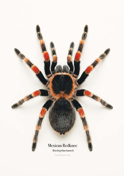 Mexican Redknee Brachypelma hamorii