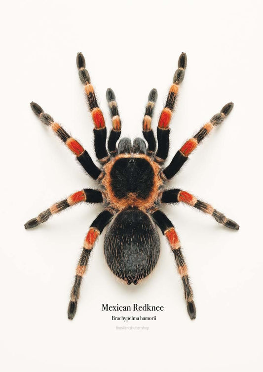 Mexican Redknee Brachypelma hamorii