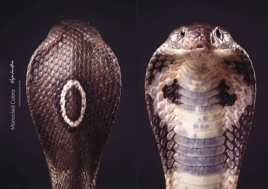 Monocled Cobra (Naja kaouthia)