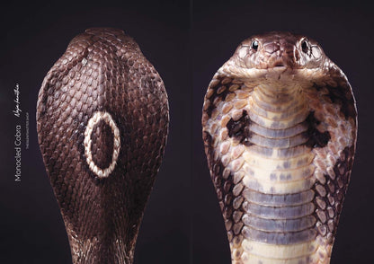 Monocled Cobra (Naja kaouthia)