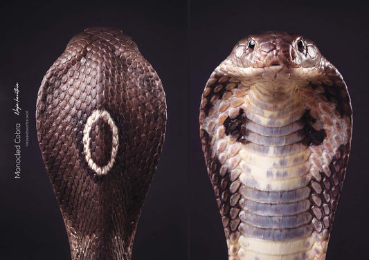 Monocled Cobra (Naja kaouthia)