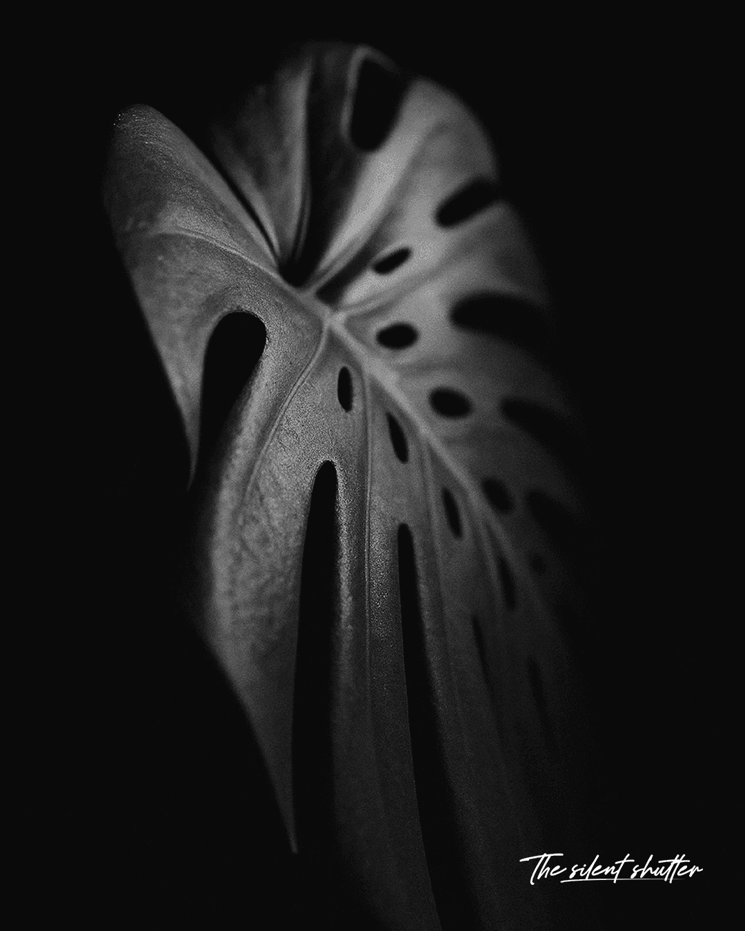 Monstera deliciosa 1 - The Silent Shutter