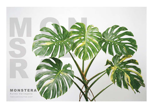Monstera Aurea Variegata