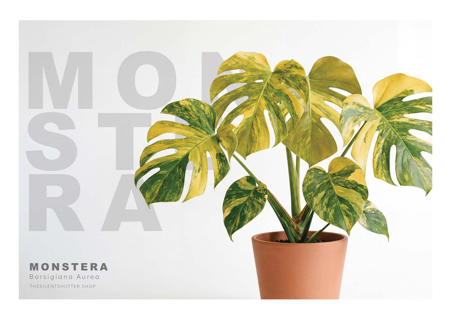 Monstera Borsigiana Aurea