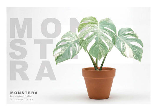 Monstera Borsigiana Mint Variegata