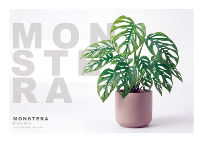 Monstera Esqueleto