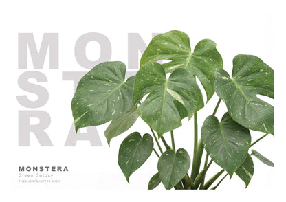 Monstera Green Galaxy