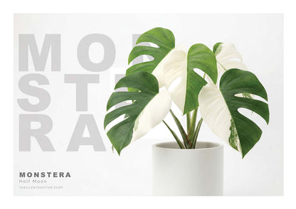 Monstera Half Moon