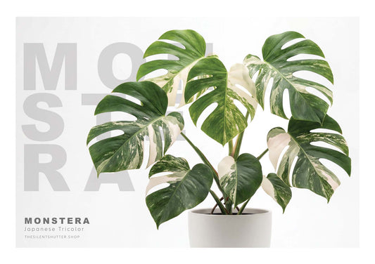 Monstera Japanese Tricolor