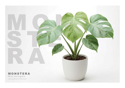 Monstera Mint Variegata
