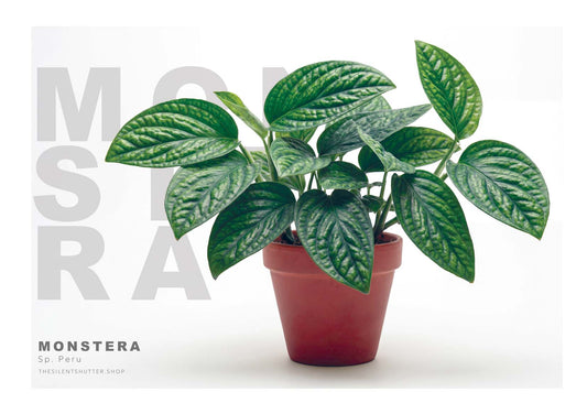 Monstera Sp.Peru