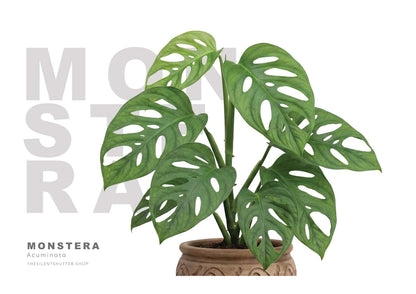 Monstera acuminata
