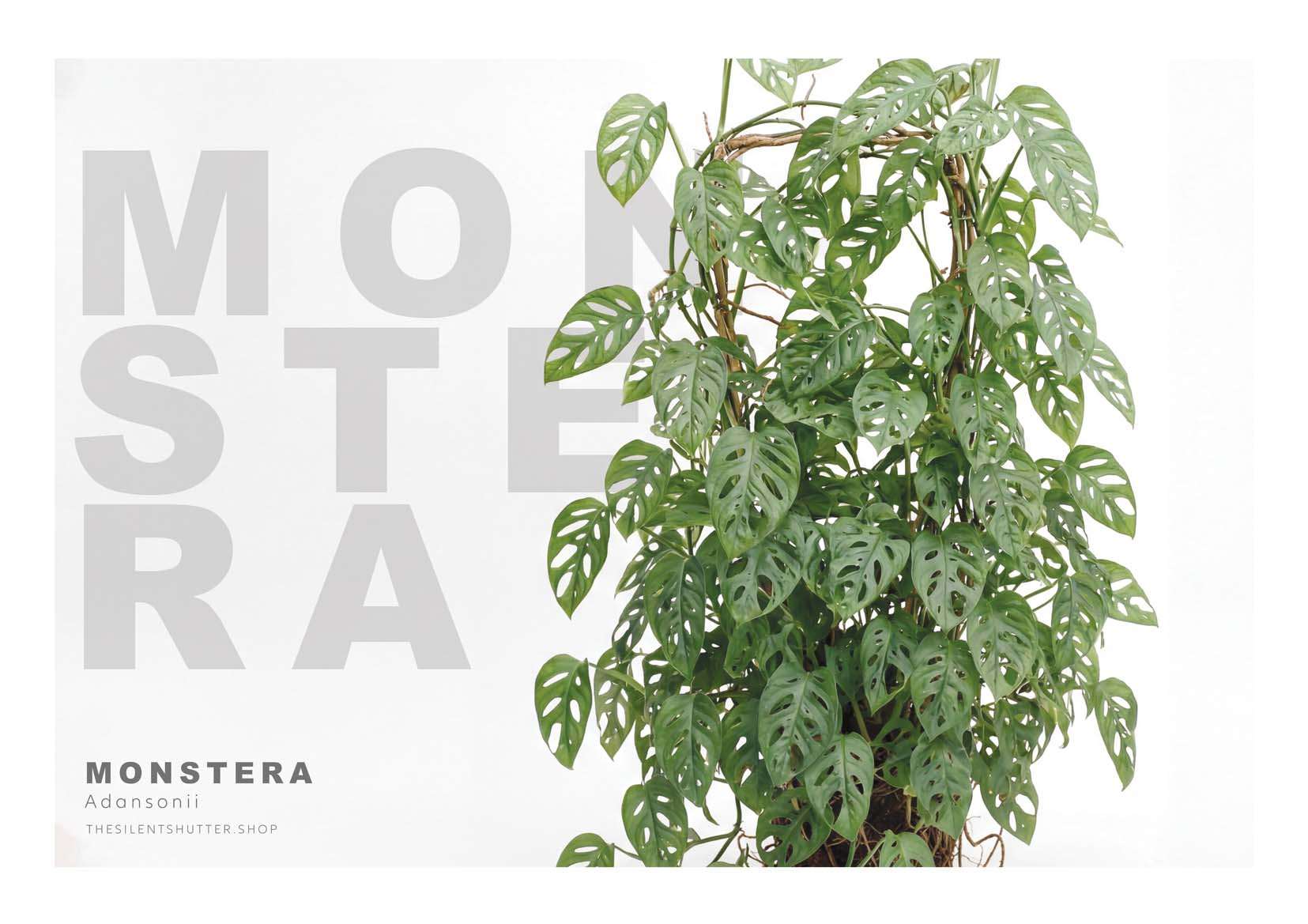 Monstera adansonii