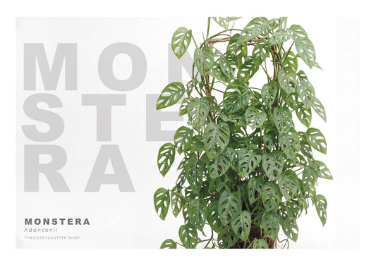 Monstera adansonii