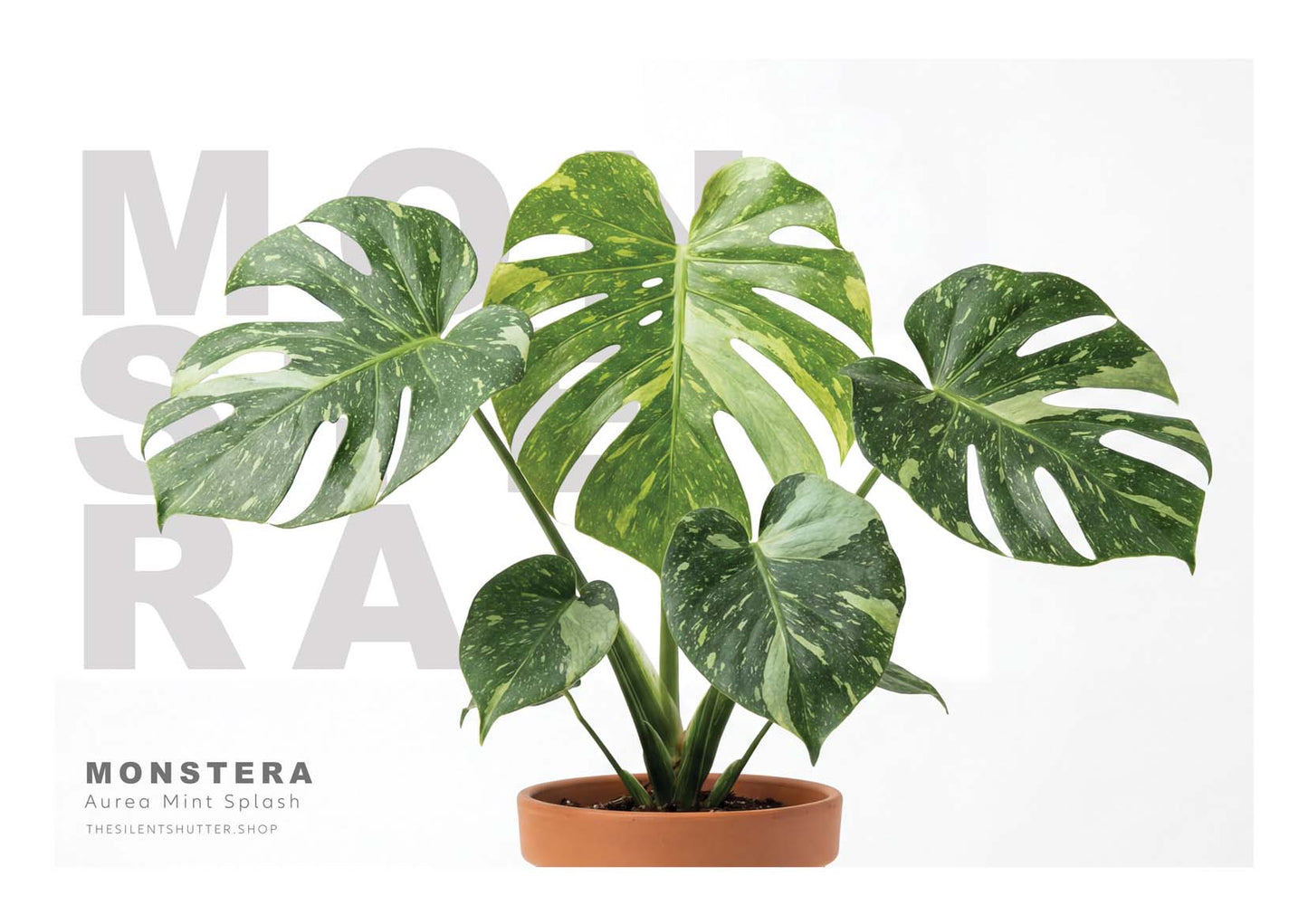 Monstera deliciosa Aurea Mint Splash