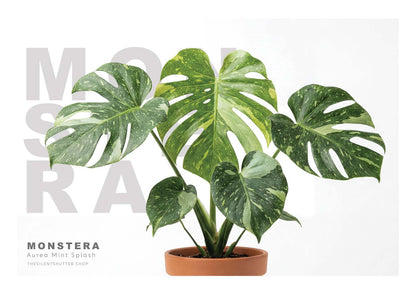 Monstera deliciosa Aurea Mint Splash